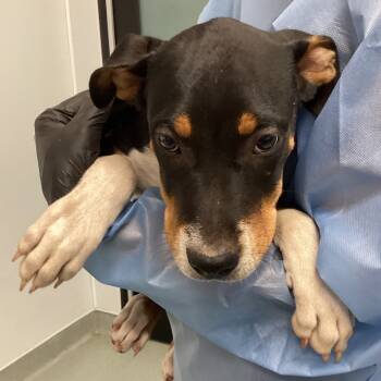 Rescue Mixed Breed Dogs for Adoption in Abilene, Texas - Baker | PetCurious