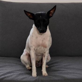 Goku -  Rat Terrier Dog for Adoption in Tampa, Florida - Goku | PetCurious