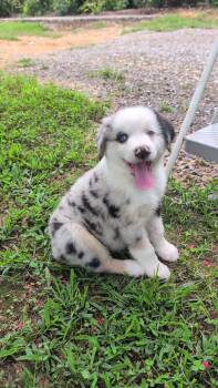 Leo -  Australian Shepherd Dog for Sale in Dalton, Georgia - Leo | PetCurious