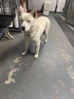 Rescue Siberian Husky Dogs for Adoption in Stockton, California - OOGIE BOOGIE | PetCurious