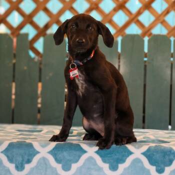 Rescue Labrador Retriever Dogs for Adoption in Wake Forest, North Carolina - Jeneva | PetCurious