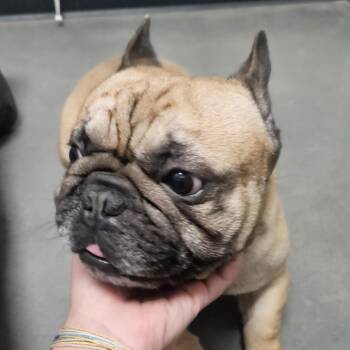 Taco -  French Bulldog Dog for Adoption in Normal, Illinois - Taco | PetCurious