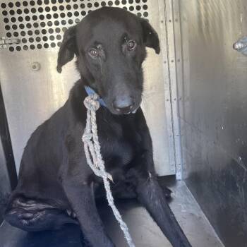 Marsh -  Labrador Retriever and Mixed Breed Dog for Adoption in Edinburg, Texas - Marsh | PetCurious