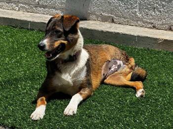 Rescue Mixed Breed Dogs for Adoption in Puyallup, Washington - Trixie | PetCurious