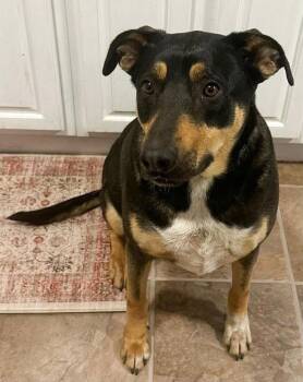 Catahoula Leopard Dog Dogs Available for Adoption in Shawnee, Oklahoma - Otis Ray | PetCurious