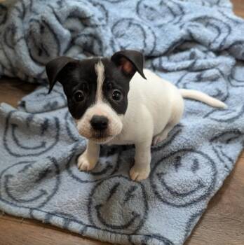 Boxer Dogs Available for Adoption in The Woodlands, Texas - Remi | PetCurious