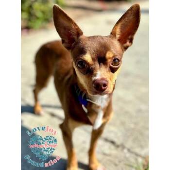 Rescue Chihuahua Dogs for Adoption in Inglewood, California - Rudy | PetCurious