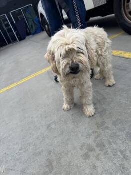 Havanese and Mixed Breed Dogs Available for Adoption - COTTON | PetCurious