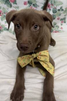261242  Bertie -  Labrador Retriever Dog for Adoption in Wetumpka, Alabama - 261242  Bertie | PetCurious