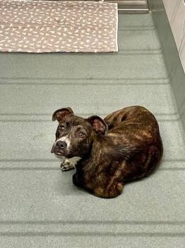 Rescue Bull Terrier Dogs for Adoption in Baytown, Texas - KEGAN | PetCurious