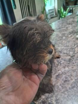 boy1 -  Yorkshire Terrier Dog for Sale in Colton, New York - Boy1 | PetCurious