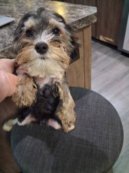 boy1 -  Yorkshire Terrier Dog for Sale in Colton, New York - Boy1 | PetCurious