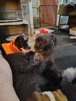 Shih Tzu Dogs Available for Adoption - Courtesy Post - Rakelle | PetCurious