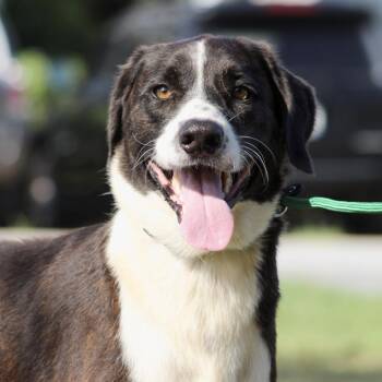 Duke -  Mixed Breed Dog for Adoption in Columbia, South Carolina - Duke | PetCurious