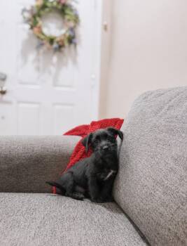 Percy -  Miniature Schnauzer Dog for Adoption in Goodyear, Arizona - Percy | PetCurious