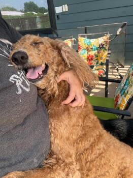 Hazel -  Poodle and Labrador Retriever Dog for Adoption in Bloomfield, Connecticut - Hazel | PetCurious