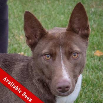 Rescue Cattle Dog and Border Collie Dogs for Adoption in Huntley, Illinois - Ryder | PetCurious