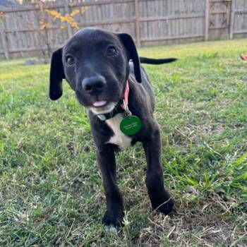 Rescue Black Labrador Retriever Dogs for Adoption in New Orleans, Louisiana - Lela LeLove | PetCurious
