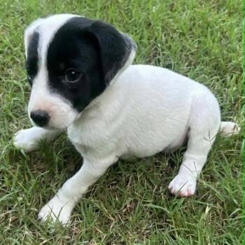 Hazel -  Mixed Breed Dog for Adoption - Hazel | PetCurious