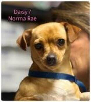 Chihuahua Dogs Available for Adoption in Milton, Georgia - Norma Rae | PetCurious