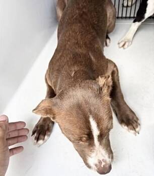 A658612 -  Labrador Retriever Dog for Adoption in Houston, Texas - A658612 | PetCurious
