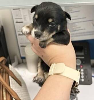 Belgian Shepherd Malinois and Mixed Breed Dogs Available for Adoption in Houston, Texas - OLIVE | PetCurious