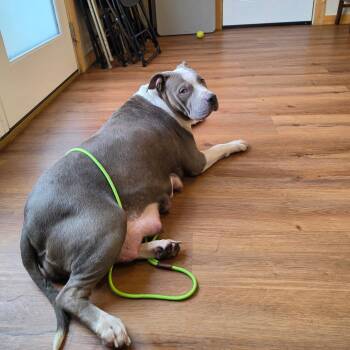 Pit Bull Terrier and Mixed Breed Dogs Available for Adoption - Big Mama | PetCurious
