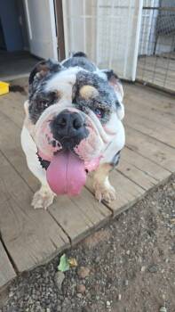 Frank the Tank -  English Bulldog Dog for Adoption in San Rafael, California - Frank The Tank | PetCurious
