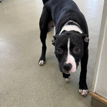 Pit Bull Terrier Dogs Available for Adoption - 70200 | PetCurious