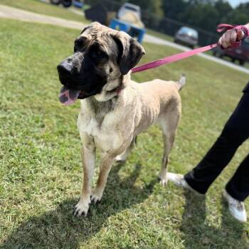 Mixed Breed and Mastiff Dogs Available for Adoption in Corinth, Mississippi - Loraine | PetCurious