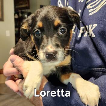 Shepherd and Mixed Breed Dogs Available for Adoption in Normal, Illinois - Loretta | PetCurious