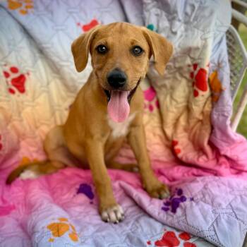 Snow White -  Mixed Breed Dog for Adoption in Monticello, Iowa - Snow White | PetCurious