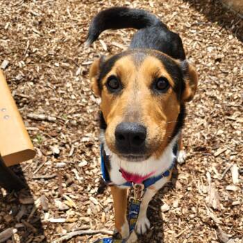 Kimber -  Collie and Hound Dog for Adoption in Falls Church, Virginia - Kimber | PetCurious