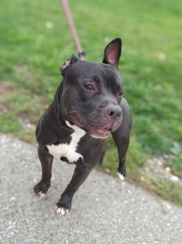 Rescue Pit Bull Terrier Dogs for Adoption in Youngstown, Ohio - Beefy | PetCurious