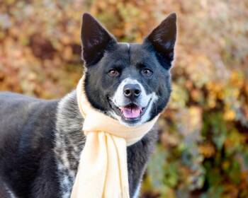 Rescue Border Collie Dogs for Adoption in Newport, Washington - Shadow | PetCurious