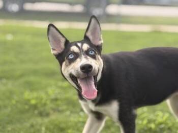 Natasha LP WV-T LOCAL Adoption Event in Woodinville 8/23 -  Husky Dog for Adoption in Missouri City, Texas - Natasha LP WV-T LOCAL Adoption Event In Woodinville 8/23 | PetCurious