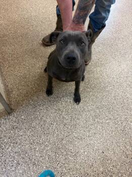 Pit Bull Terrier Dogs Available for Adoption in Great Bend, Kansas - Stormi | PetCurious