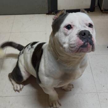 Korn Kabra -  Pit Bull Terrier Dog for Adoption in Lake Jackson, Texas - Korn Kabra | PetCurious