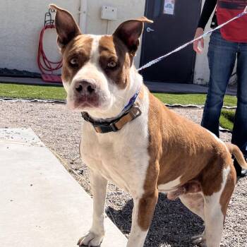 Pit Bull Terrier Dogs Available for Adoption in Bullhead City, Arizona - Dog 2 04/17/26 | PetCurious