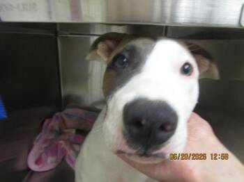 Spot (309) -  Pit Bull Terrier Dog for Adoption in Marietta, Georgia - Spot (309) | PetCurious