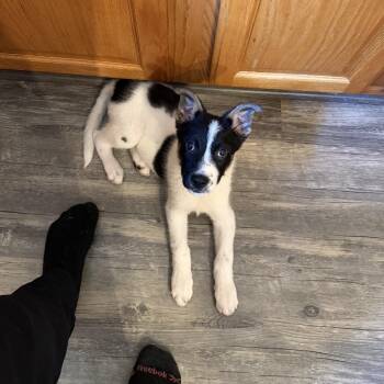 Pepper -  Collie and Shepherd Dog for Adoption in Northville, Michigan - Pepper | PetCurious