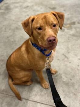 Rescue Labrador Retriever Dogs for Adoption in Hackensack, Minnesota - Odin | PetCurious