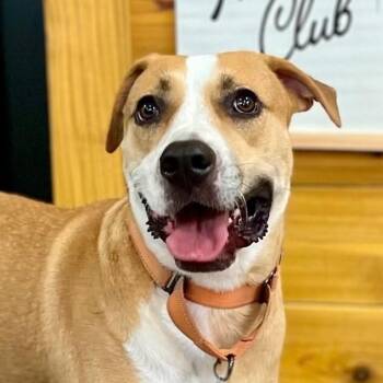 Sandy Avalon The Girl with the Gentlest Soul -  Labrador Retriever and Pit Bull Terrier Dog for Adoption in Friendswood, Texas - Sandy Avalon The Girl With The Gentlest Soul | PetCurious
