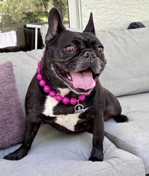 Moo -  French Bulldog Dog for Adoption - Moo | PetCurious