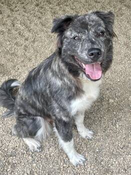 Winnie -  Australian Shepherd Dog for Adoption in Lacon, Illinois - Winnie | PetCurious