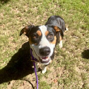 Wendy 4842 -  Mixed Breed Dog for Adoption in Hamilton, Georgia - Wendy 4842 | PetCurious