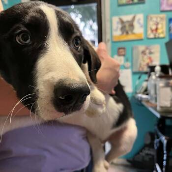 Bigs -  Border Collie and Great Pyrenees Dog for Adoption in Stephenville, Texas - Bigs | PetCurious