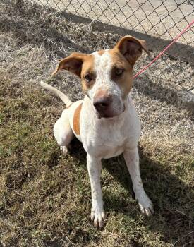 Rescue Mixed Breed Dogs for Adoption in Edna, Texas - Bobbie | PetCurious