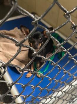 Chihuahua Dogs Available for Adoption in Woodland, California - *KIT | PetCurious