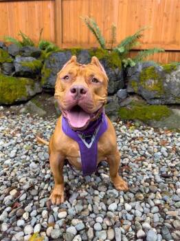 Rescue Mixed Breed Dogs for Adoption in Sultan, Washington - Big Mack | PetCurious